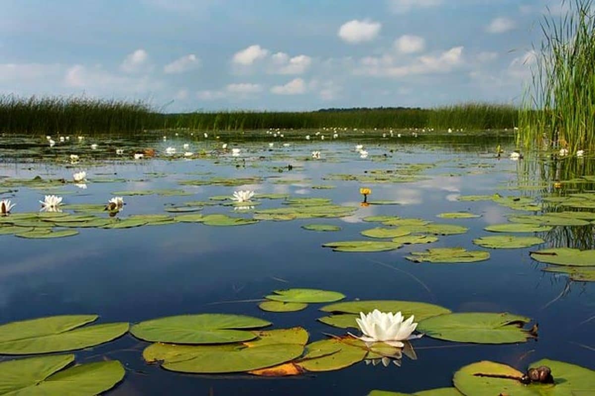 سراب نیلوفر
