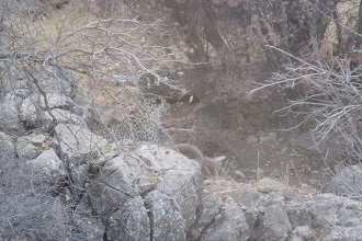 مشاهده پلنگ برای اولین بار در جنگل شادی خاتم مشاهده پلنگ برای اولین بار در جنگل شادی خاتم